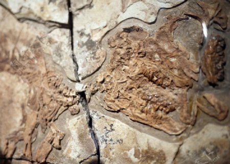 古生恐龙骨架图片