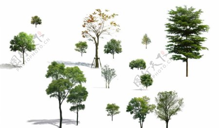 PSD格式树常用树素材图片