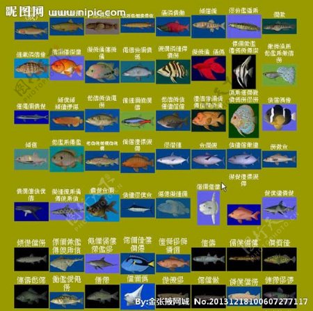 40种鱼模型图片
