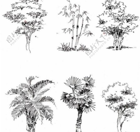 景观植物手绘图片