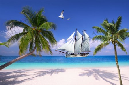 帆船大海椰子图片