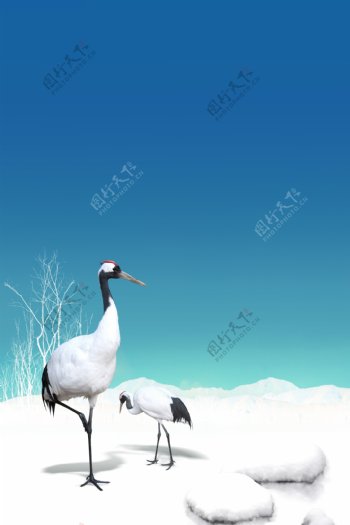 冬鹤图片