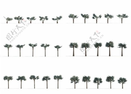 棕树3D模型图片