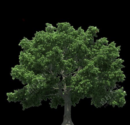 PNG素材树图片