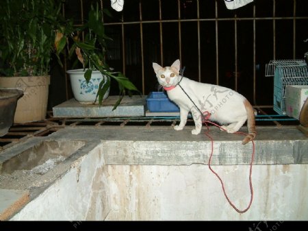 土耳其梵猫图片