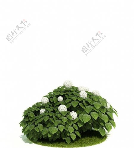 3D绿色植物模型图片