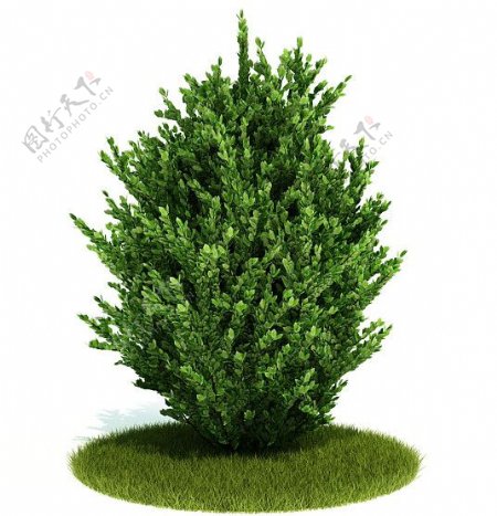 3D绿色灌木模型图片