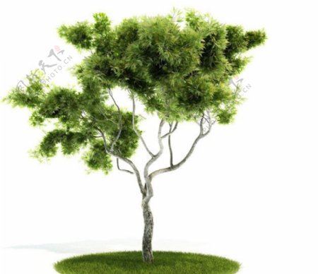 精美树木三维模型图片
