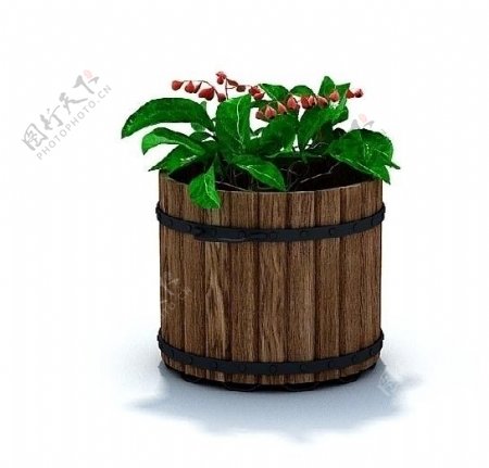 精致盆栽植物3D模型图片