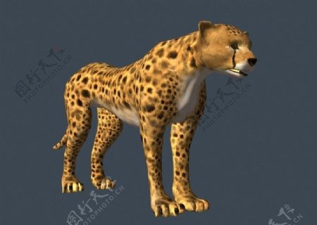 猎豹3d模型图片