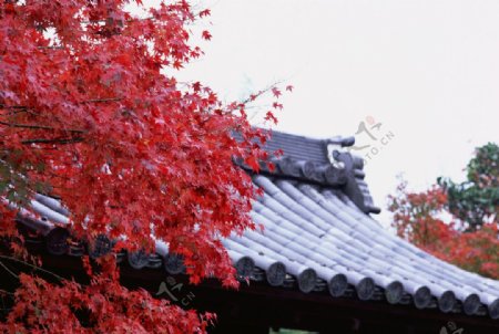 屋檐上的枫叶图片
