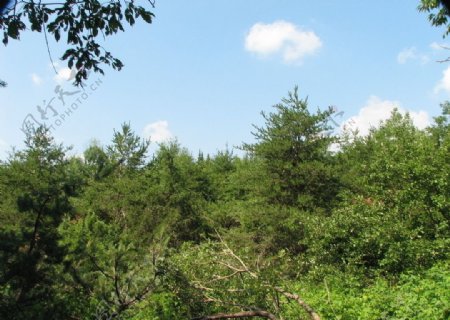 蒙特利尔皇家山公园茂密的树林图片