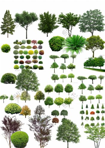 植物贴图树木图片