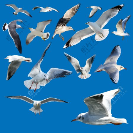 海鸥飞鸟图片