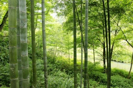 山坡小竹林图片