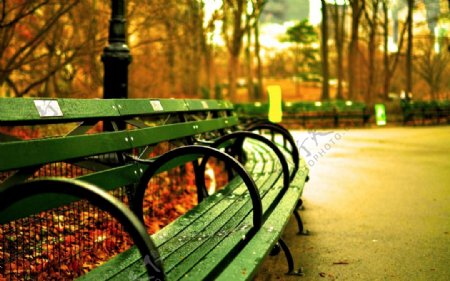 中央公园绿色长椅图片