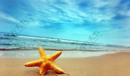 唯美海星沙滩图片