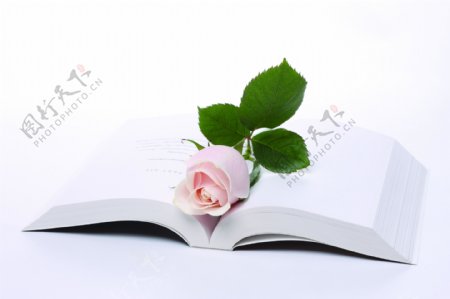 粉色玫瑰书图片