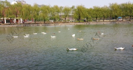 春天湖里成群的鸭子图片