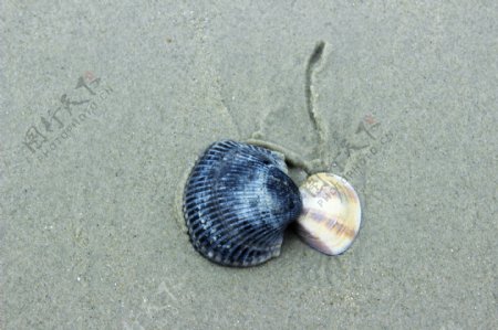 海滩小贝壳图片