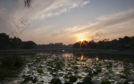 荷塘夕阳图片