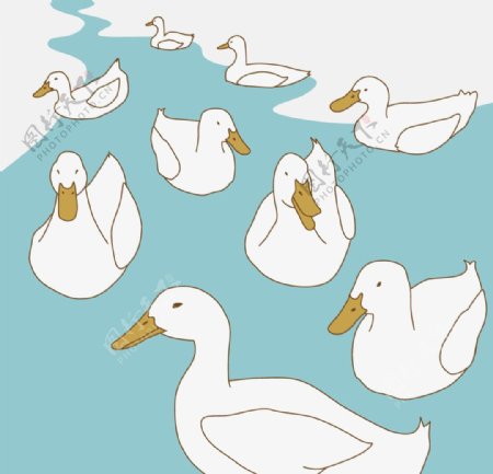 鸭子插画设计图片