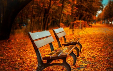 金黄色落叶的长椅图片