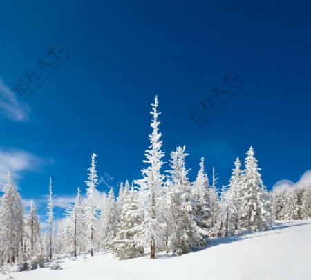 雪景树木图片