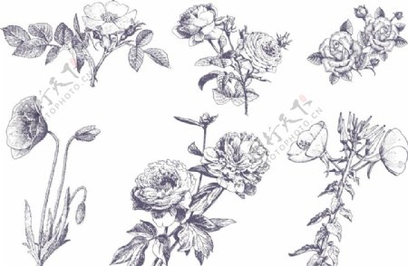 六种草本花卉写实手绘图片
