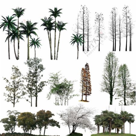 各类树木psd分层图片