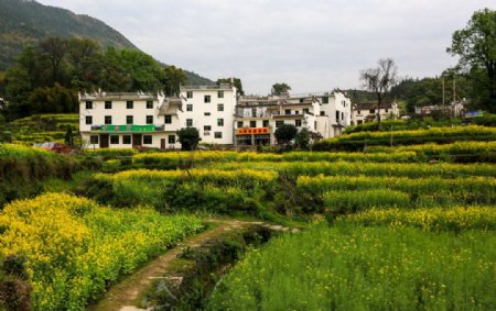 江岭梯田油菜花图片