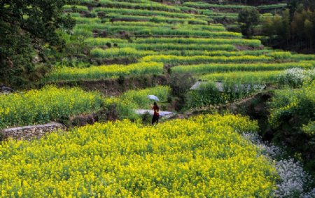 江岭梯田油菜花图片