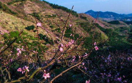 源东桃花坞图片