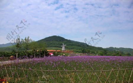 薰衣草庄园风景片图片