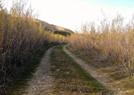 沙柳林中的小道路图片