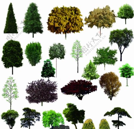 园林设计各类乔木psd分层图片