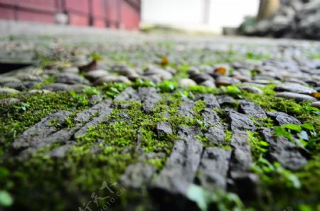 苏州园林苔藓图片