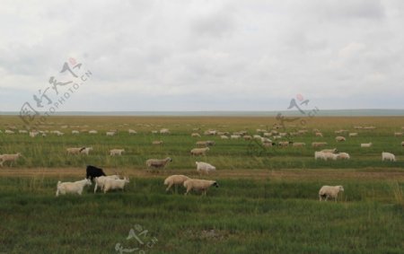 赤峰大草原绵羊成群图片