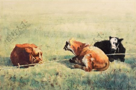 草原上的牛犊图片