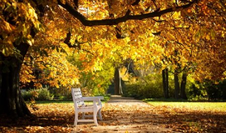 长椅椅子落叶叶子图片