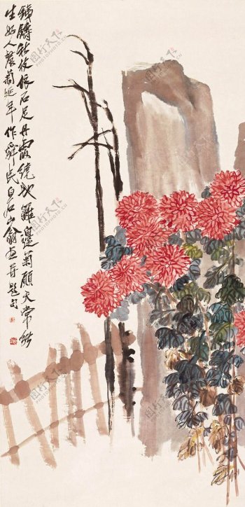 红菊寿石图片