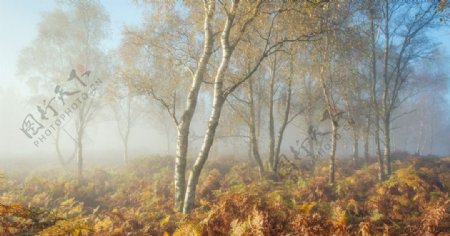 秋季晨雾森林图片