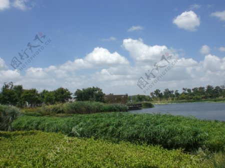 辰山植物园湖畔图片