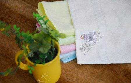 毛巾绿色小盆栽图片