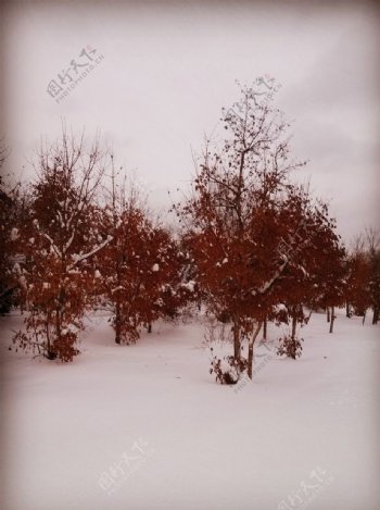 冬日里树与雪的舞曲图片