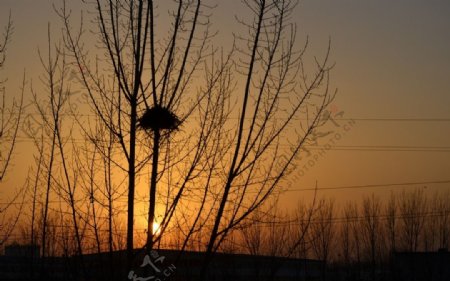夕阳鸟巢图片