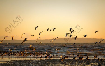 夕阳海鸥图片