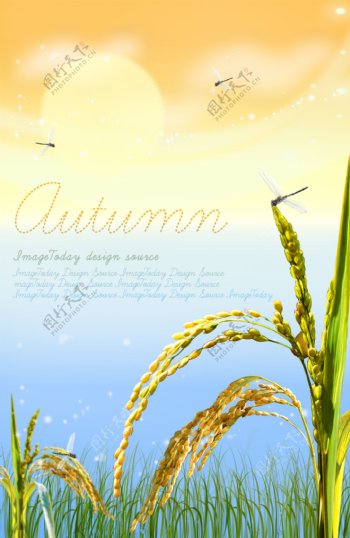 秋季麦穗素材背景图片