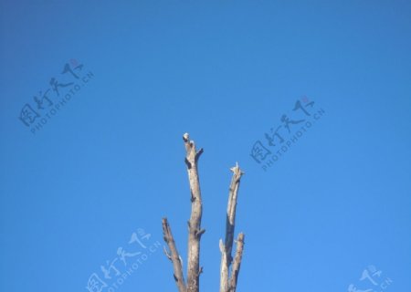 枯树蓝天图片