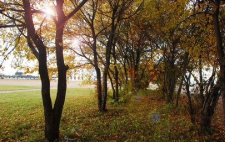一中校园树林秋景图片